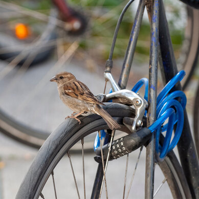 Photograph of a bird sitting the tire of a bicycle locked to a rack